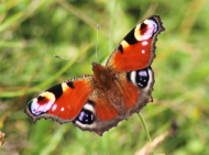 Peacock butterfly seen on Natural History Group walk on Whitesheet Hill
